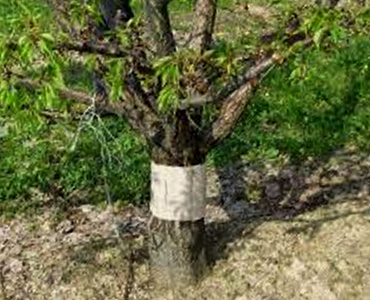 Colla antirisalita per piante arboree